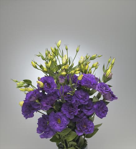 photo of flower to be used as: Cutflower Lisianthus F.1 Magic Deep Blue