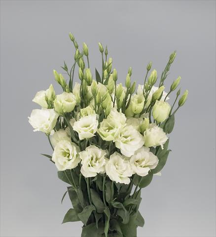 photo of flower to be used as: Cutflower Lisianthus F.1 Magic Green