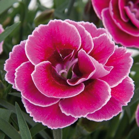 Foto fiore da  Vaso e aiola Dianthus caryophyllus SuperTrouper® Sally