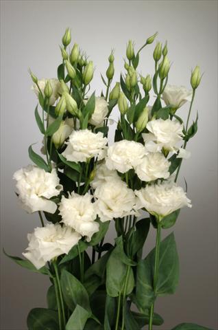 photo of flower to be used as: Cutflower Lisianthus F.1 Magic White
