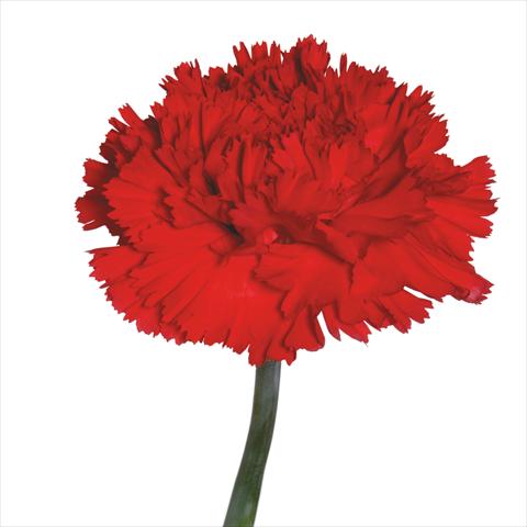 photo of flower to be used as: Cutflower Dianthus caryophyllus Garofani standard Pintado