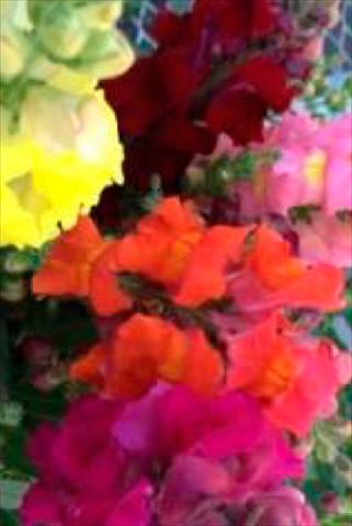 Foto fiore da  Vaso e aiola Antirrhinum majus Snaptastic Mix