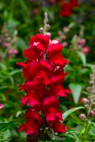 photo of flower to be used as: Pot and bedding Antirrhinum majus Snaptastic Red