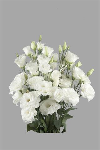 Foto fiore da  Reciso Lisianthus F.1 Super Magic White