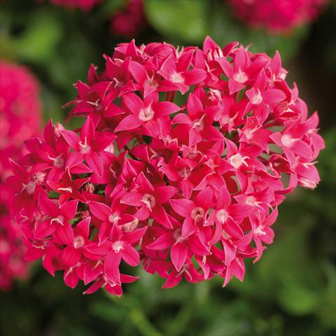 photo of flower to be used as: Pot and bedding Pentas lanceolata BeeBright Lipstic
