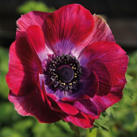 Foto fiore da  Reciso Anemone coronaria L. Mistral® Bordeaux