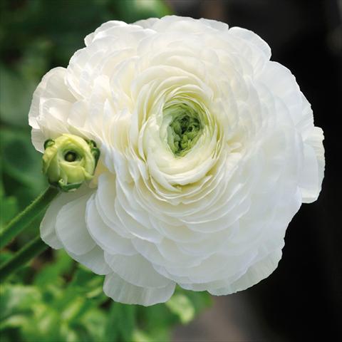 Foto fiore da  Reciso Ranunculus asiaticus Elegance® Bianco
