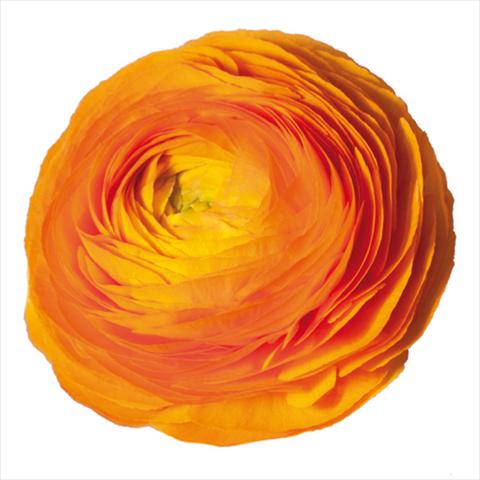 Foto fiore da  Reciso Ranunculus asiaticus Elegance® Clementine 38-10
