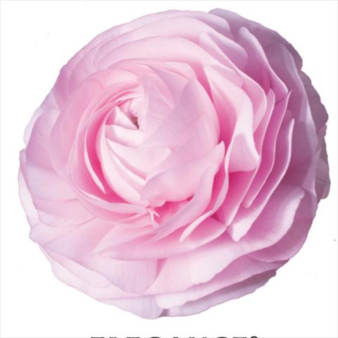 Foto fiore da  Reciso Ranunculus asiaticus Elegance® Rosa Chiaro 1P10