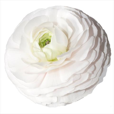 photo of flower to be used as: Cutflower Ranunculus asiaticus Success® Merengue