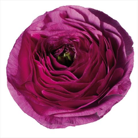 Foto fiore da  Reciso Ranunculus asiaticus Success® Renoir