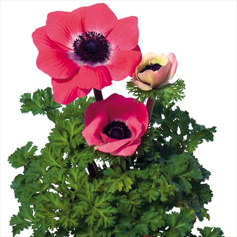 Foto fiore da  Reciso Anemone coronaria L. Mistral Plus® Rosa Shokking