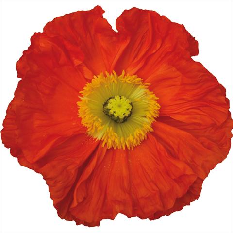 photo of flower to be used as: Cutflower Papaver nudicaule Colibrì® Arancio