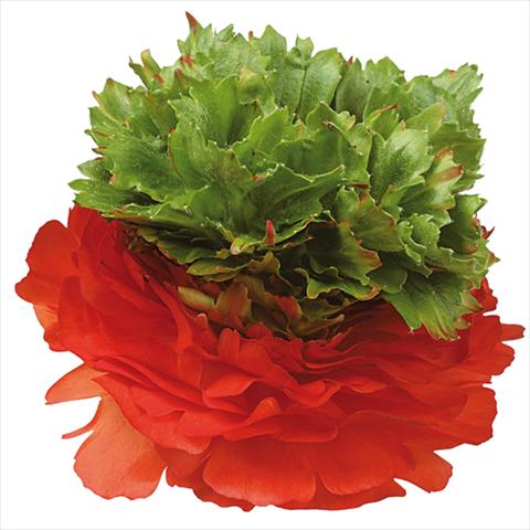 Foto fiore da  Reciso Ranunculus asiaticus Success® Camporosso