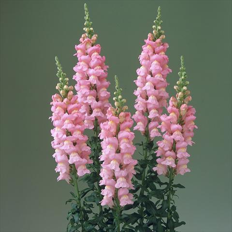 Foto fiore da  Vaso e aiola Antirrhinum majus F1 Legend Pink
