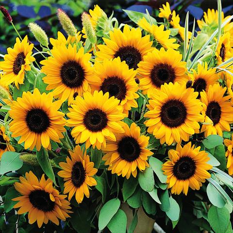 photo of flower to be used as: Patio, pot Helianthus annuus Sunrich Orange DMR