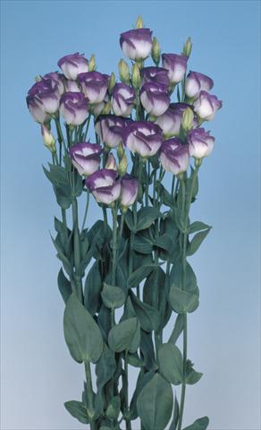 photo of flower to be used as: Cutflower Lisianthus (Eustoma grandiflorum) Piccolo Blue
