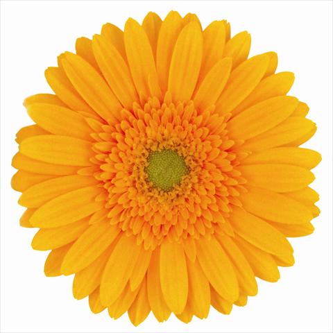 photo of flower to be used as: Cutflower Gerbera jamesonii Faith