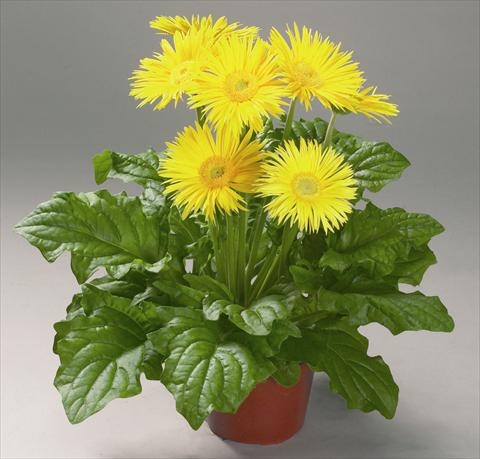 photo of flower to be used as: Cutflower Gerbera jamesonii Festival Spider Yellow