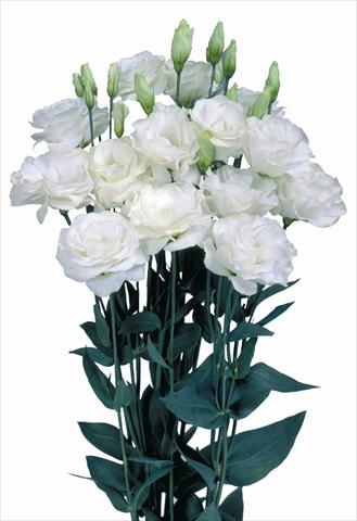 Foto fiore da  Reciso Lisianthus (Eustoma grandiflorum) Mariachi® Pure White