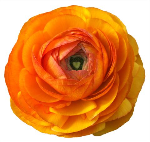 photo of flower to be used as: Cutflower Ranunculus asiaticus Success® Arthur