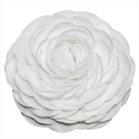 Foto fiore da  Reciso Ranunculus asiaticus Elegance® Bianco 01-04