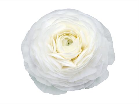 photo of flower to be used as: Cutflower Ranunculus asiaticus Elegance® Bianco 28-99