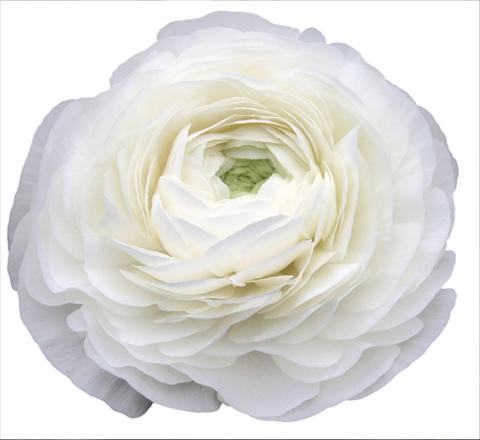 Foto fiore da  Reciso Ranunculus asiaticus Elegance® Bianco 59-99