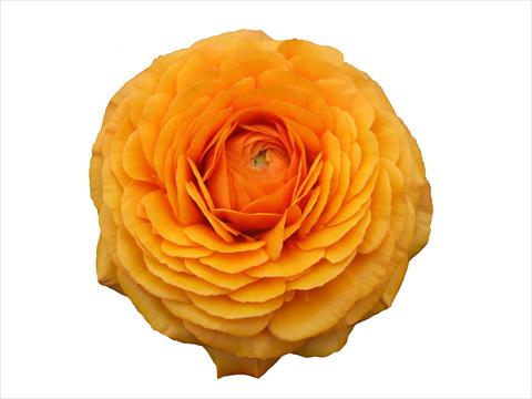 photo of flower to be used as: Cutflower Ranunculus asiaticus Elegance® Clementine 131