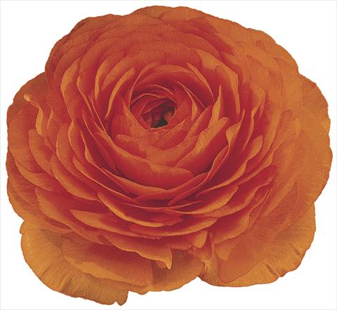 photo of flower to be used as: Cutflower Ranunculus asiaticus Elegance® Clementine 50-98