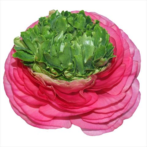 Foto fiore da  Reciso Ranunculus asiaticus Elegance® Festival® Rosa Scuro