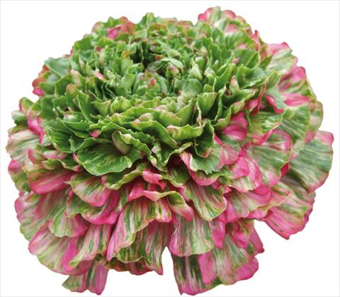 photo of flower to be used as: Cutflower Ranunculus asiaticus Success® Grimaldi