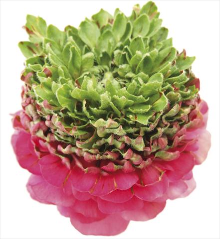 Foto fiore da  Reciso Ranunculus asiaticus Success® Hanbury