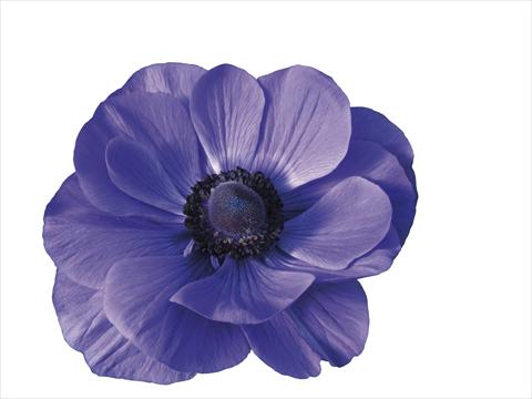 Foto fiore da  Vaso e aiola Anemone coronaria L. Mistral Plus® Blu