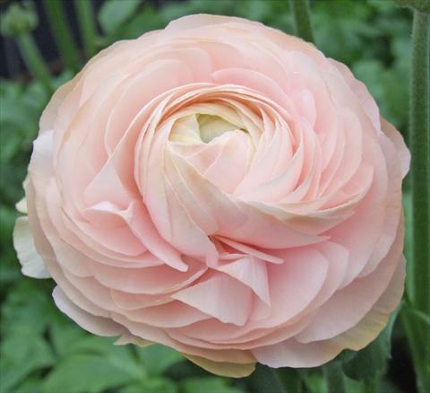 photo of flower to be used as: Cutflower Ranunculus asiaticus Elegance® Pastello