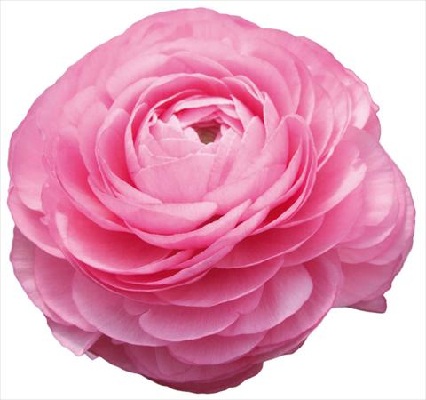 photo of flower to be used as: Cutflower Ranunculus asiaticus Success® Peonia