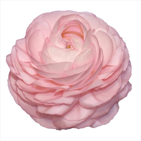 Foto fiore da  Reciso Ranunculus asiaticus Elegance® Rosa Chiaro 87