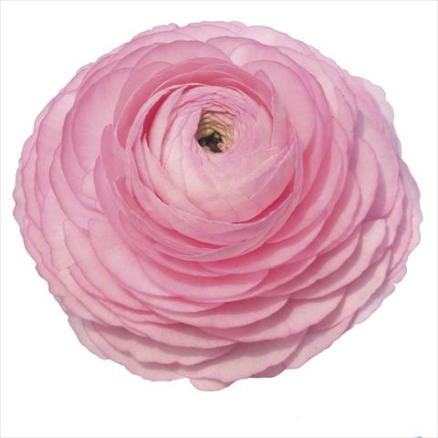 photo of flower to be used as: Cutflower Ranunculus asiaticus Elegance® Rosa 89-02