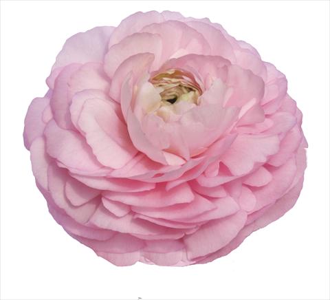 Foto fiore da  Reciso Ranunculus asiaticus Elegance® Rosa 99-5