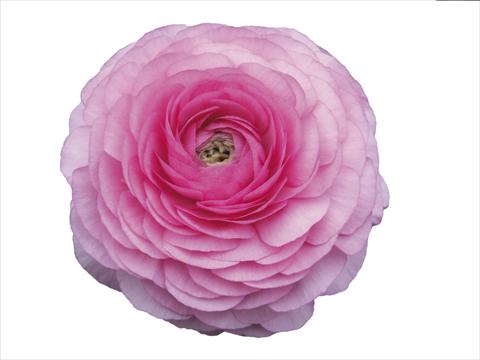 Foto fiore da  Reciso Ranunculus asiaticus Elegance® Rosa Scuro 39-98