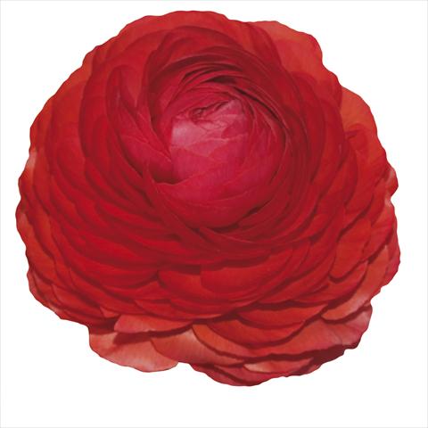 Foto fiore da  Reciso Ranunculus asiaticus Elegance® Rosso 232-03
