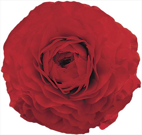 Foto fiore da  Reciso Ranunculus asiaticus Elegance® Rosso 99-6