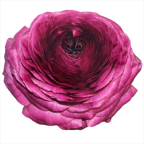Foto fiore da  Reciso Ranunculus asiaticus Success® Viola 06