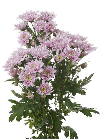 photo of flower to be used as: Cutflower Chrysanthemum Milano