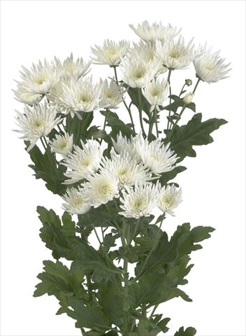 Foto fiore da  Reciso Chrysanthemum Anastasia