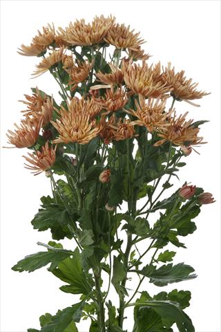 Foto fiore da  Reciso Chrysanthemum Anastasia Dark Bronze