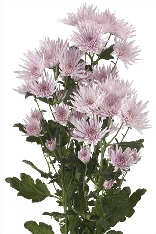 Foto fiore da  Reciso Chrysanthemum Anastasia Pink