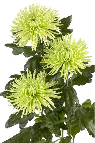 photo of flower to be used as: Cutflower Chrysanthemum Anastasia Green