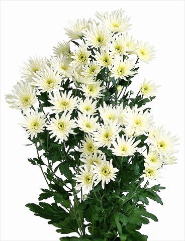 Foto fiore da  Reciso Chrysanthemum Delianne