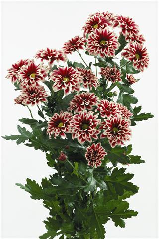 Foto fiore da  Reciso Chrysanthemum Orinoco